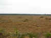 forest-clear-cut.jpg (36064 bytes)