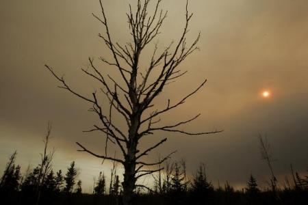 Tree and Sunset