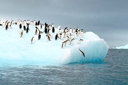 Iceberg